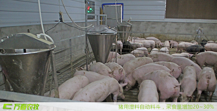 四川万春猪用湿料自动饲喂器