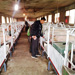 四川川娇农牧改造后的母猪产房