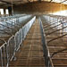 四川川娇农牧猪场改造中定制的母猪限位栏安装中