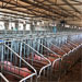 四川川娇农牧猪场改造中定制的母猪限位栏