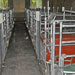 成都金崃农牧养猪场采用的万春机械母猪产床