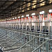 成都金崃农牧养猪场采用的万春机械自动饲料线