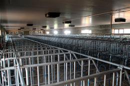 邛崃嘉林生态猪养殖示范园限位栏安装实景